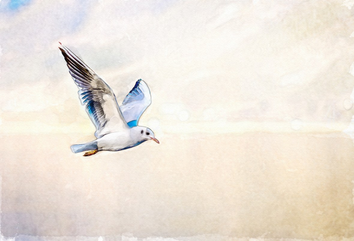 edit bird-3158784_1920