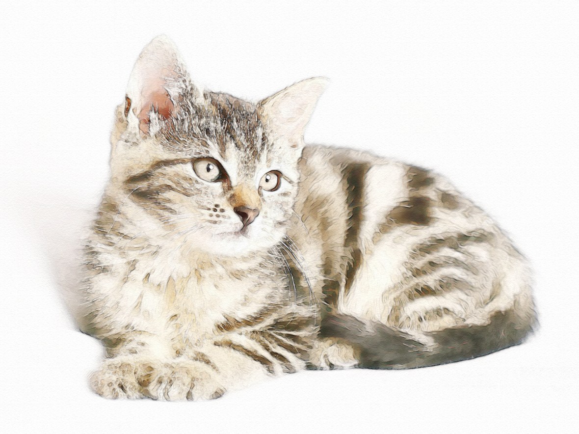 edit cat-1192026_1920 copy