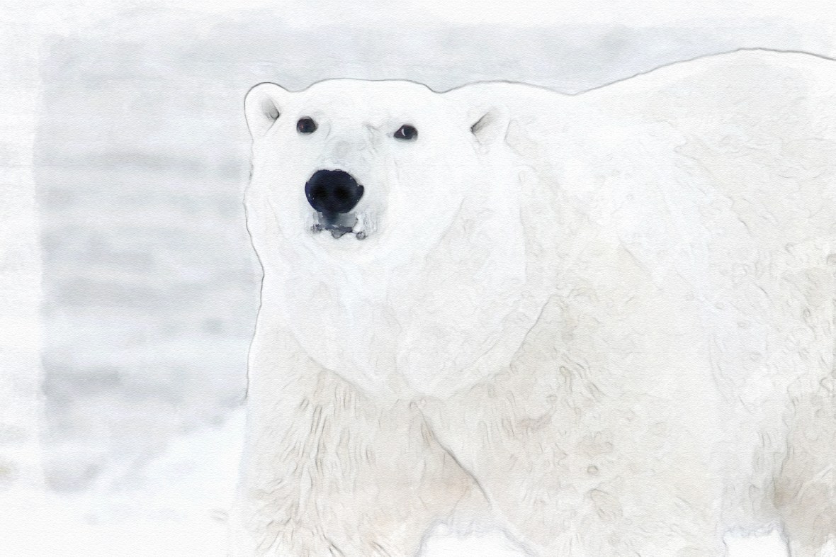 edit polar-bear-404314_1920