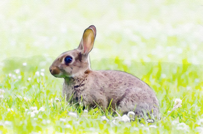 edit rabbit-214540_1280