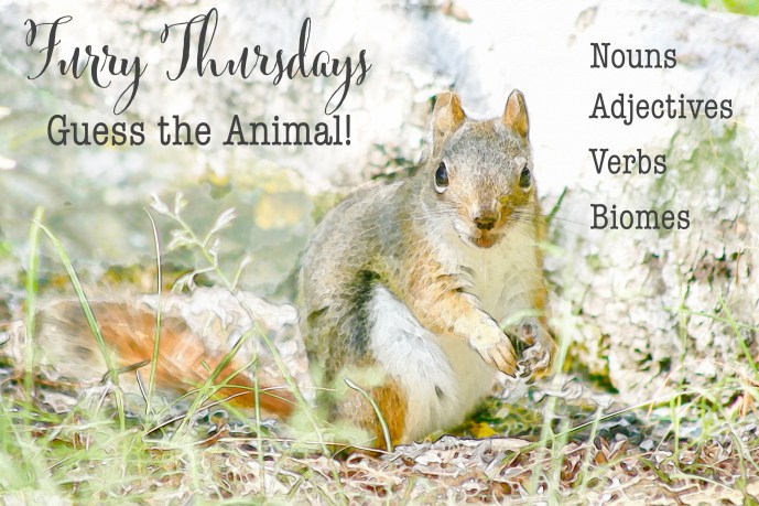 Furry Thursday chipmunk