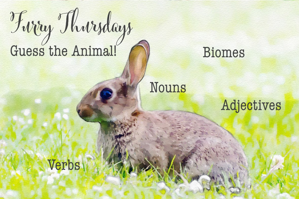 Furry Thursday rabbit