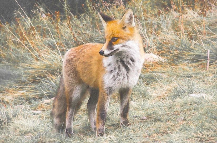 edit fox-985292_1920