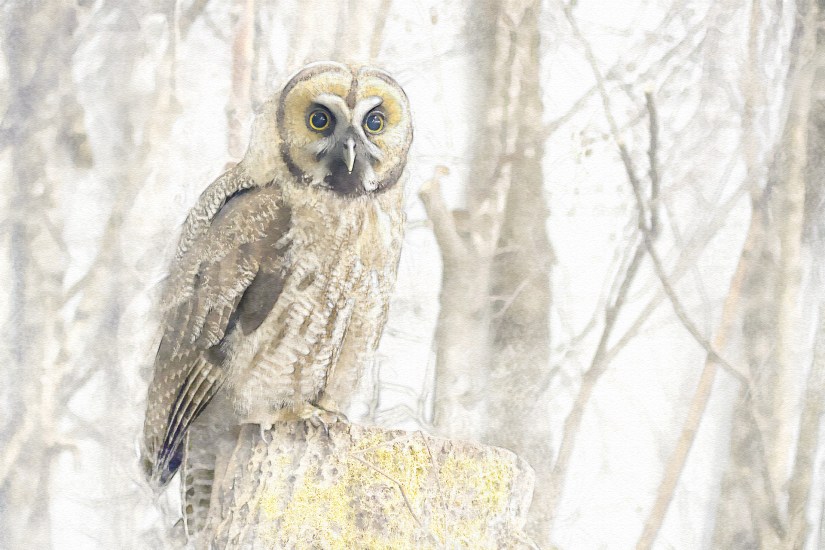 edit great-grey-owl-hybrid-3016287_1920