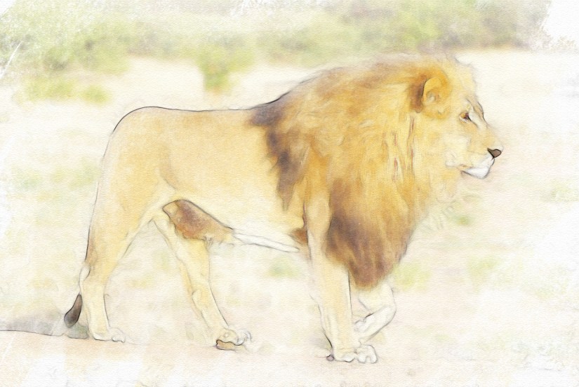 edit lion-805084_1920