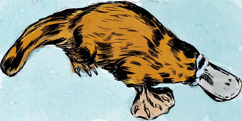 platypus